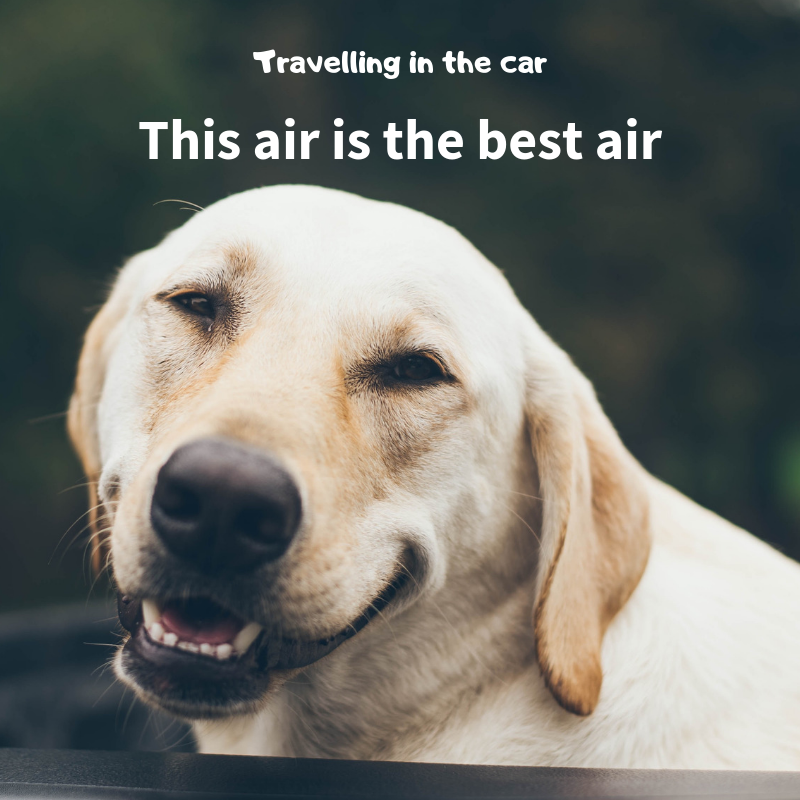 furriez_'s tweet photo. Happiness 😀 
#dogs #memes https://t.co/gmNzyc66VQ