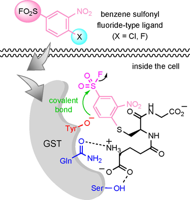 ChemBioChem's tweet photo. A covalent #inhibitor for glutathione S-#transferase pi in human cells (Abe @NagoyaUniv) #ChemBioTalents https://t.co/CXzH8Kp9Bu https://t.co/xHGKMuuetK