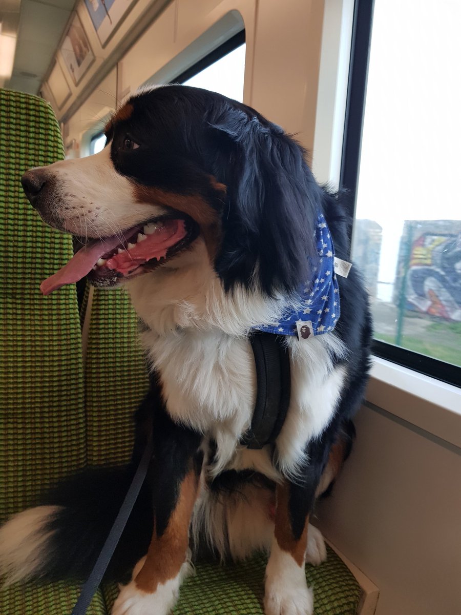 Latchy23's tweet photo. George's first Dart adventure #DartFun #NoFeetOnSeats https://t.co/jQZxJqhrWm