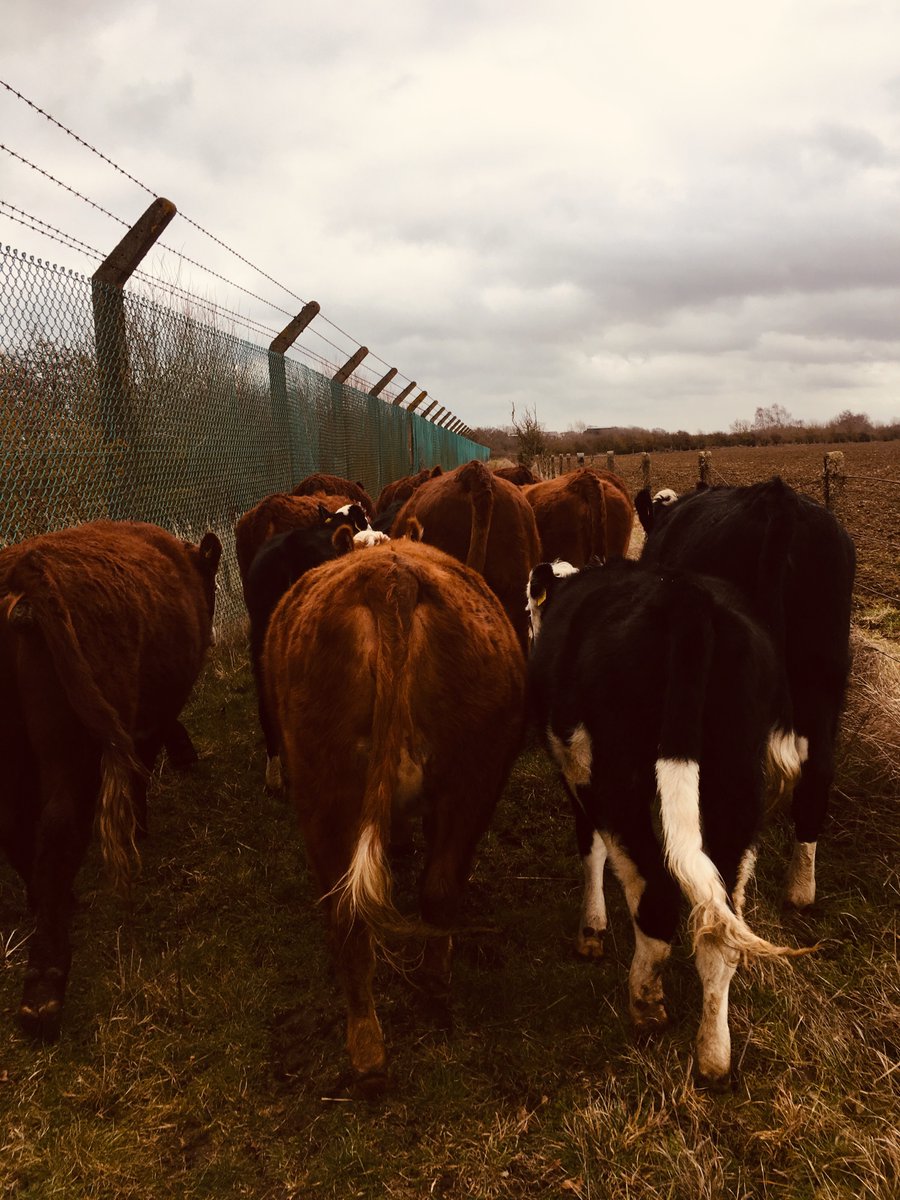 ScaldEndFarm's tweet image. The grass isn’t always greener! #wrongsideofthefence