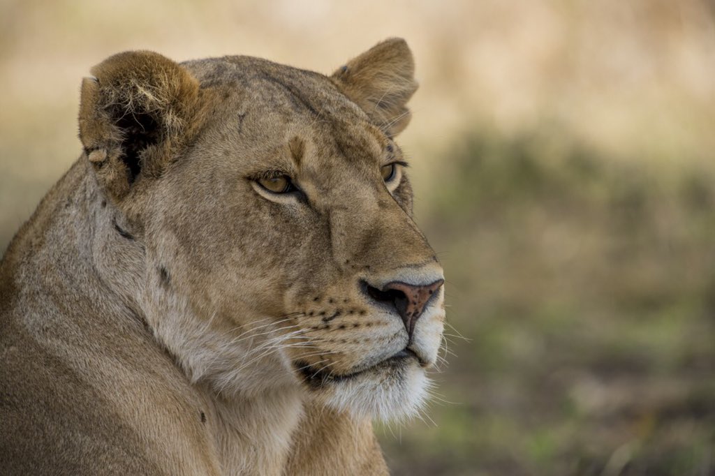 The determination in those golden eyes is unmistakable . 
-
-
-
-
-
-
#nimaliafrica #lionsofafrica #wildlife #natgeo #protectbigcats #animalgram #nimaligram #wildlifephotography