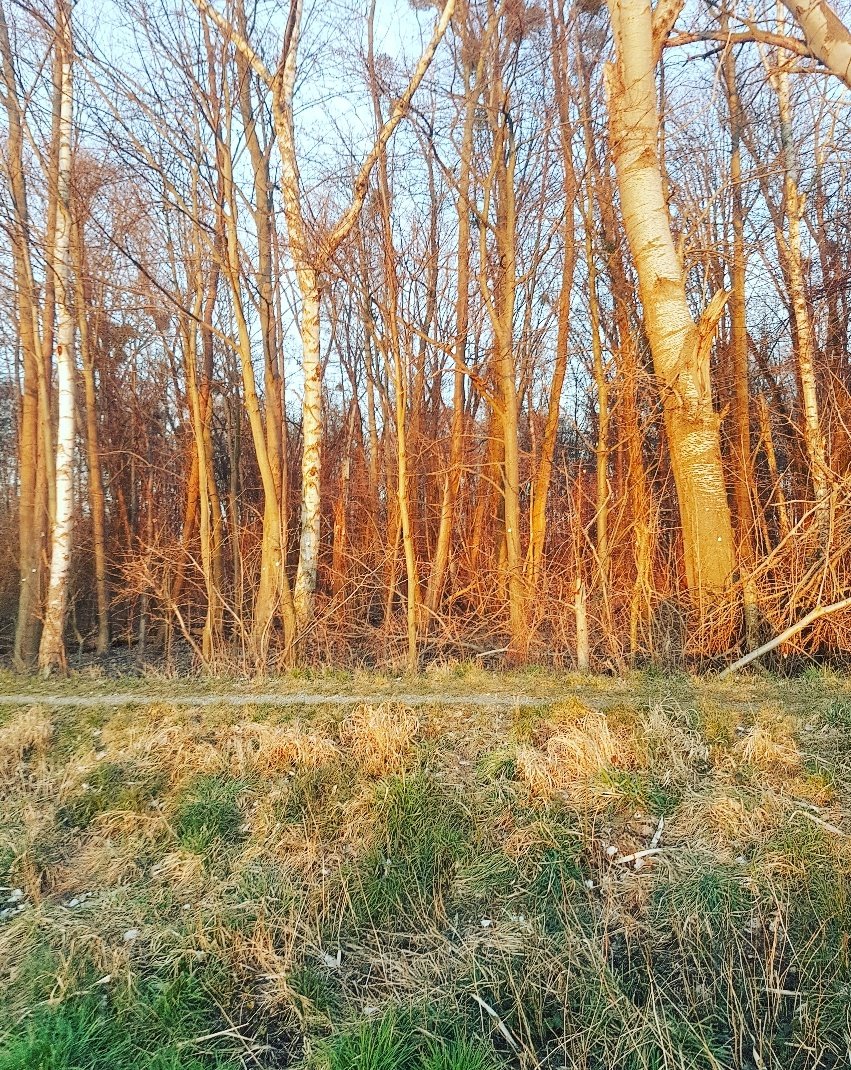 pandaanja_'s tweet photo. Schönen und ruhigen Nachmittag 🧡🌿🎍🧝‍♀️ https://t.co/uGoaOwvO4n