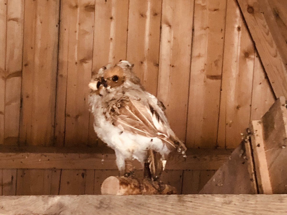 GroningerKerken's tweet photo. Dit heb je vanochtend gemist #OpenOchtend #kerkTetmunten en dat betekende ook:toren open en torenwachter in rust @MartiniMeister maakte van de gelegenheid gebruik...... https://t.co/K94VAlh8rf