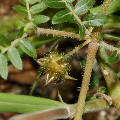 JunctionTesto's tweet image. Tribulus Terrestris - One of the most over hyped t-boosting ingredients of all. But whats the story here? does it really deliver increased testosterone? check out the results of my research - bit.ly/2EdcLm2

#naturaltboosters #libidobooster