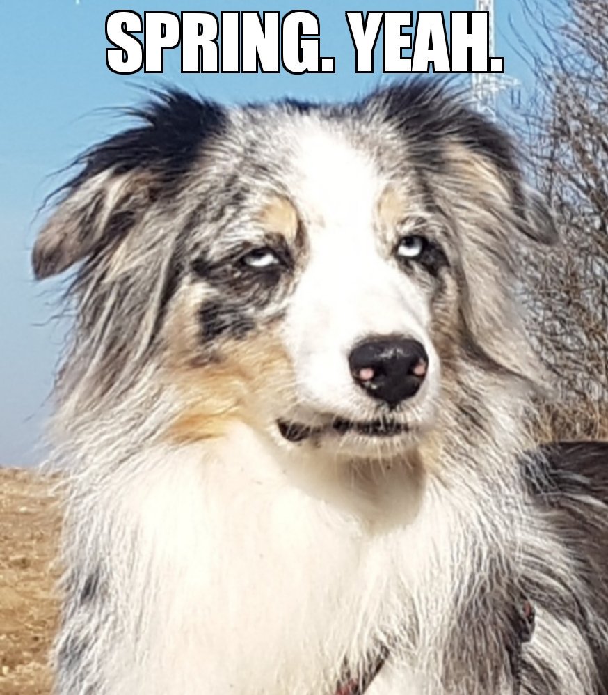 DogMemesIntern1's tweet photo. Doggo ~loves~ sunshine https://t.co/3VCsqV4ahz