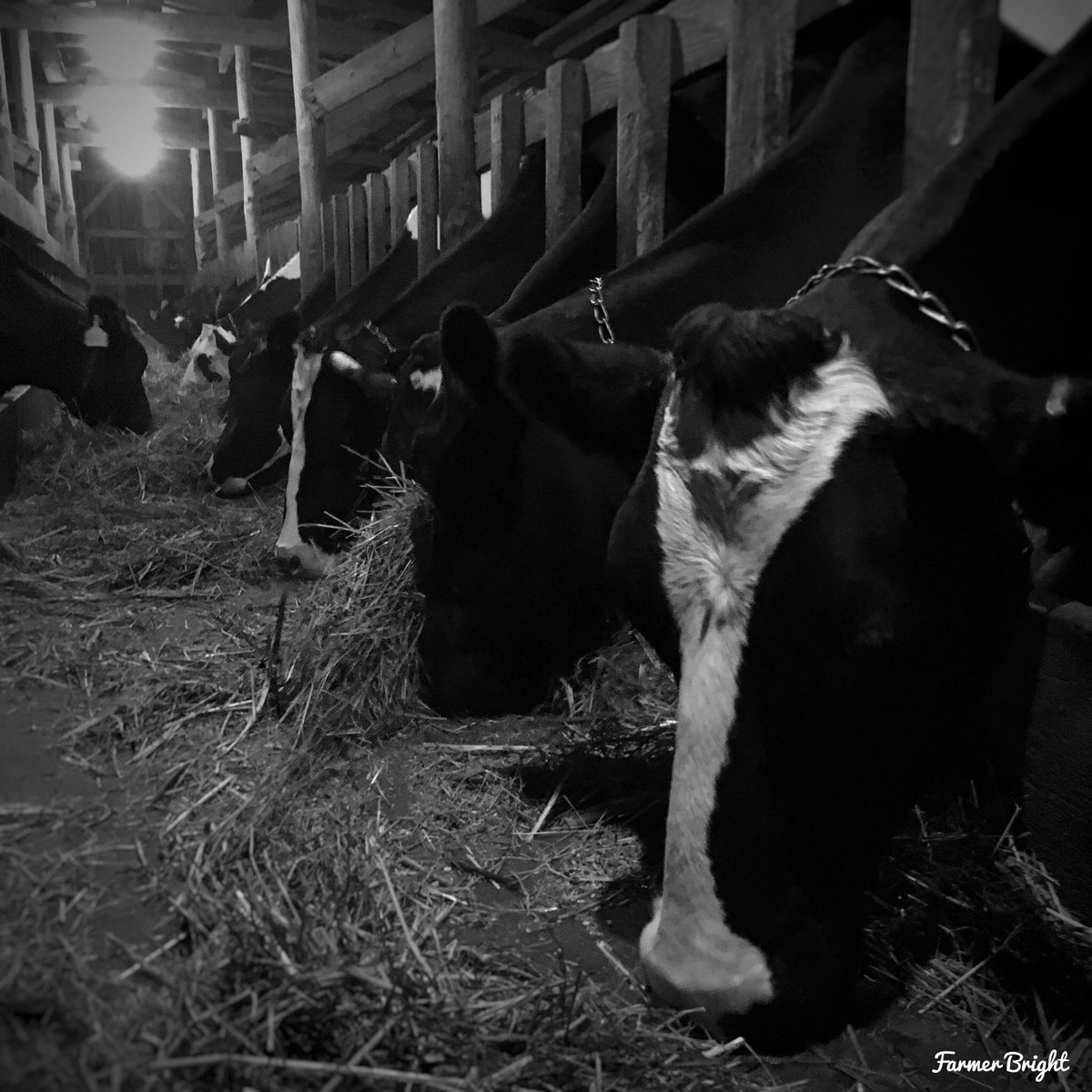 Farmerbright's tweet photo. #FavoriteDWord dairy, of course. https://t.co/BjvblRz49o