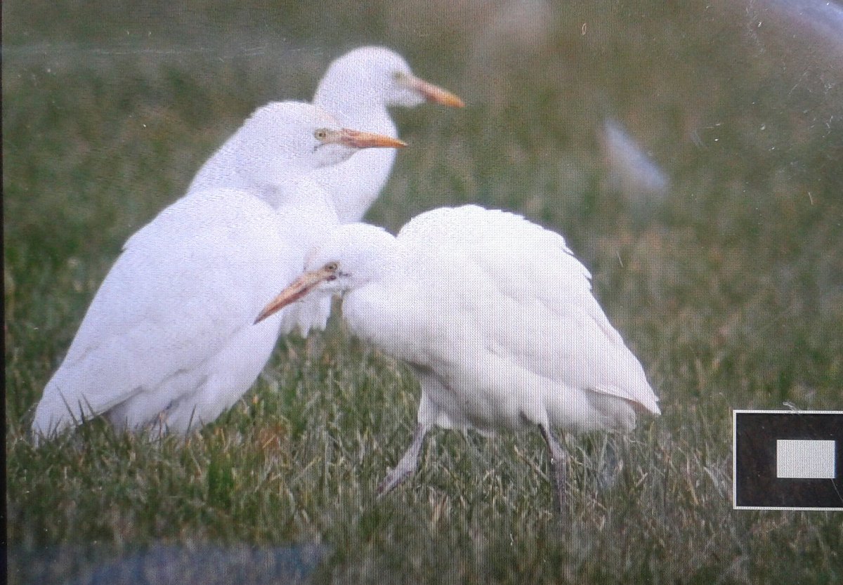 WeedonsWorld's tweet image. Good buddies. Three Cattle Egrets still present at Wells Bridge, Cambs,  today. #backofcamera