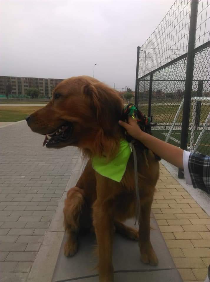 Admafosi's tweet photo. 🐶 #Robado en #CiclorutaBellavista Patio Bonito por favor 🙏 #AyudaConRetweet @AnimalesBOG @PoliciaBogota @darcyquinnr @pasionporperros @MONYRODRIGUEZOF @MellanoVha @grand_lili @kristililley @bolsaanimalista @PetAngelsCol @fundstphuellas @PlataformaALTO @jnietoblanco @Yanelda https://t.co/abpozBX76W