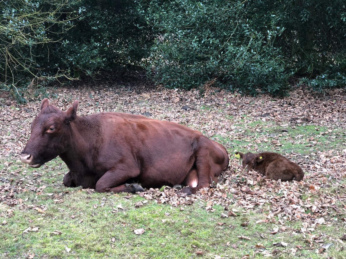 richardpazparry's tweet photo. First day of calving and you get 3, what a lovely day to be born. ⁦@redpoll_cattle⁩ #Suffolk #sailorspath https://t.co/1lA3xOBxKM