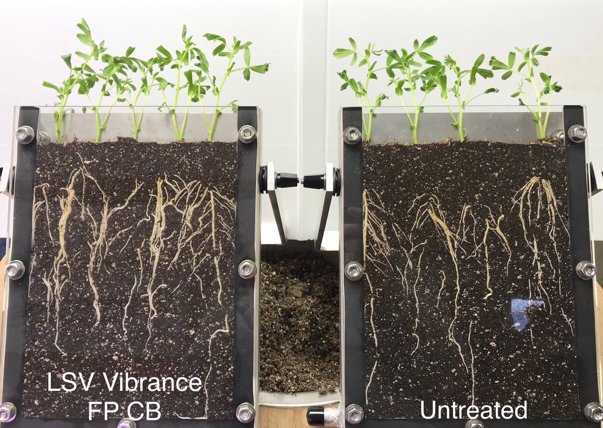 PNWcoug's tweet photo. What’s On Your Seed? Check out this latest comparison on garbanzo beans (chickpeas). Hang some roots on your crop with Vibrance #RootingPower & #CruiserVigor!#SyngentaUS https://t.co/akmsQThO3W