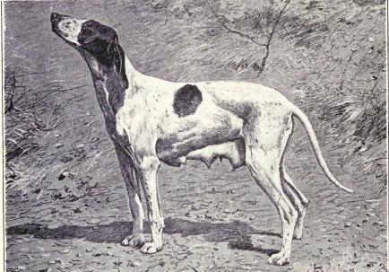 iRazasdePerros's tweet photo. Raza: Braco de Puy (extinto)
Origen: Francia
Vida: 10 - 15 años.
Peso: 22 a 28 Kg.
Tamaño: Mediano
Carácter: Vivaz, Digno, Ágil, Inteligente, Enérgico, Rápido https://t.co/Ig7WXSBzZU