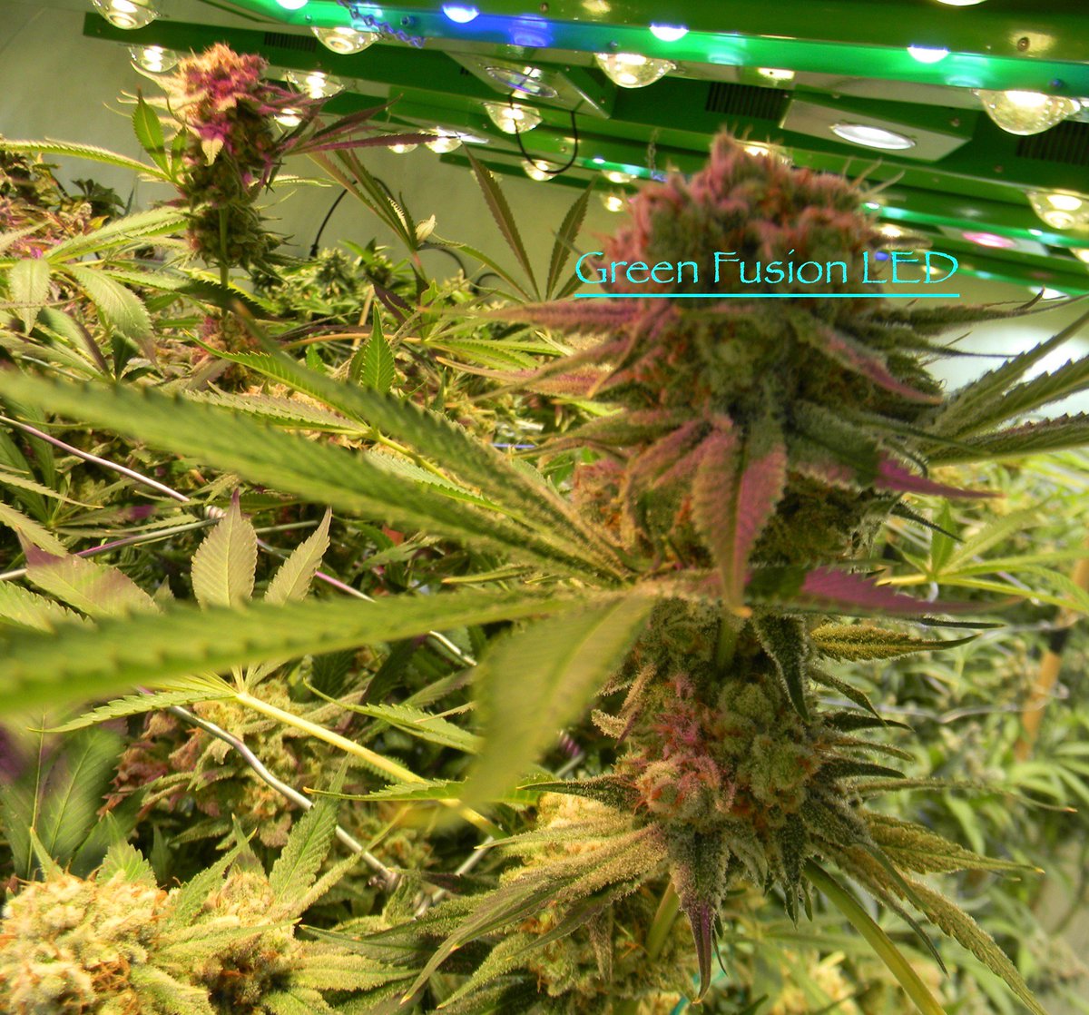 greenfusionled's tweet photo. 💡Getting close to the light is no problem for these buds🌿🧐No UV damage here and all #terpenes remain intact👃👅
#cannabisculture #CannabisNews #CannabisBusiness #cannabiz #cannabisindustry #bestledgrowlights #ledrow #growled #commercialled #growyourownmedicine #bestgrowlights https://t.co/HORktNqesz