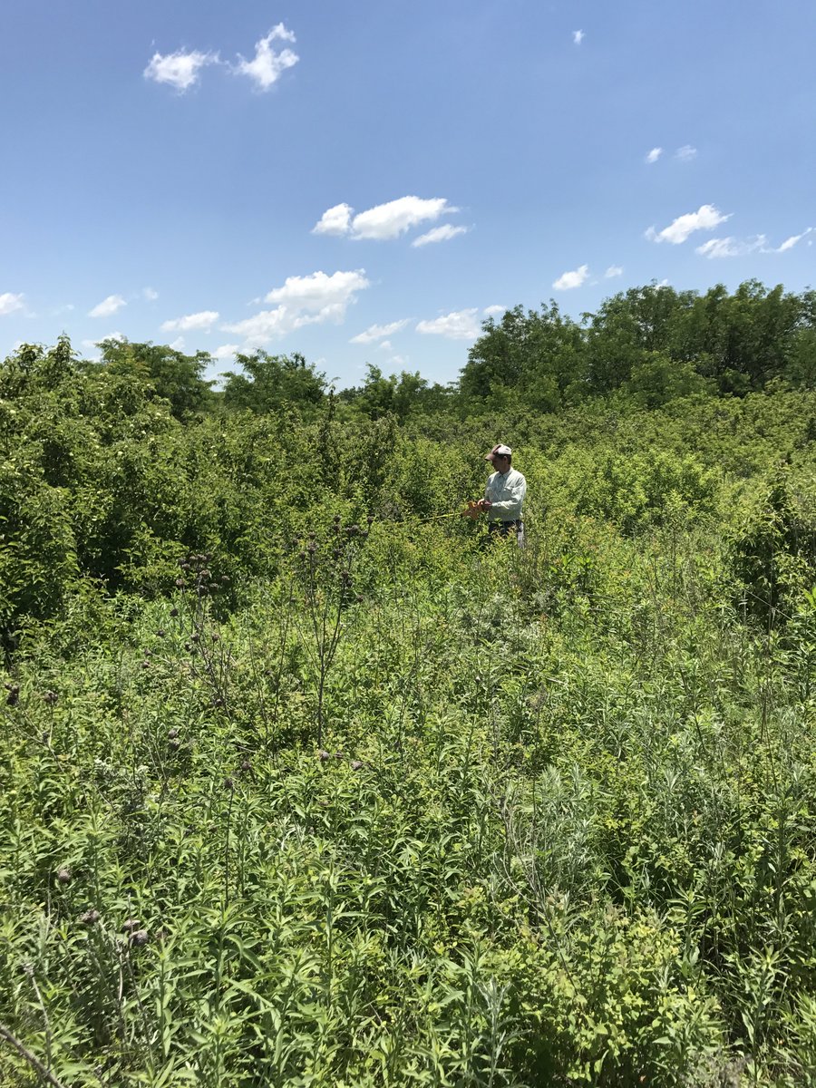 USLTER's tweet image. "Because we have experimentally manipulated fire disturbance, @KonzaLTER is a starkly heterogeneous landscape. What I love most about Konza is being able to explore the ecosystem-level consequences of that heterogeneity." -@Kent_Connell, grad student
#LTERLove #fireecology