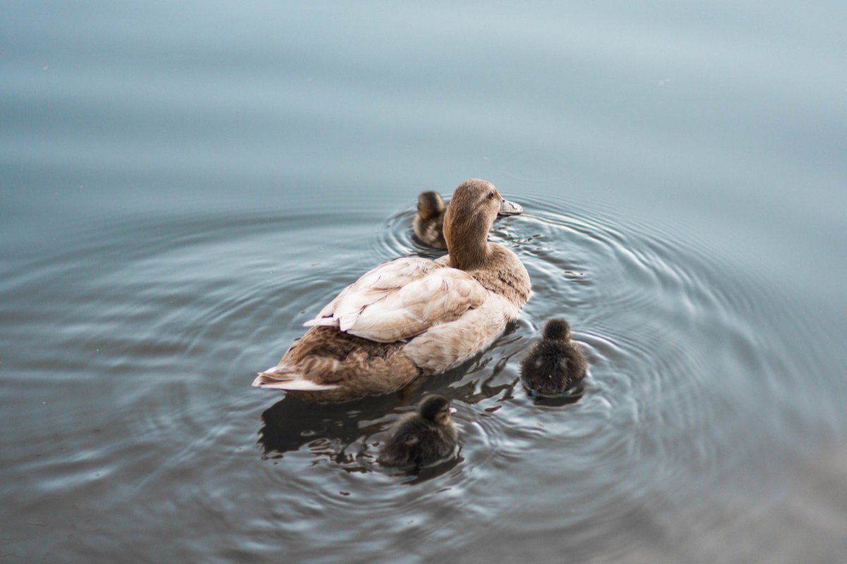 DulceRuSan's tweet photo. Patitos no feos. https://t.co/8lzCiyJKaJ