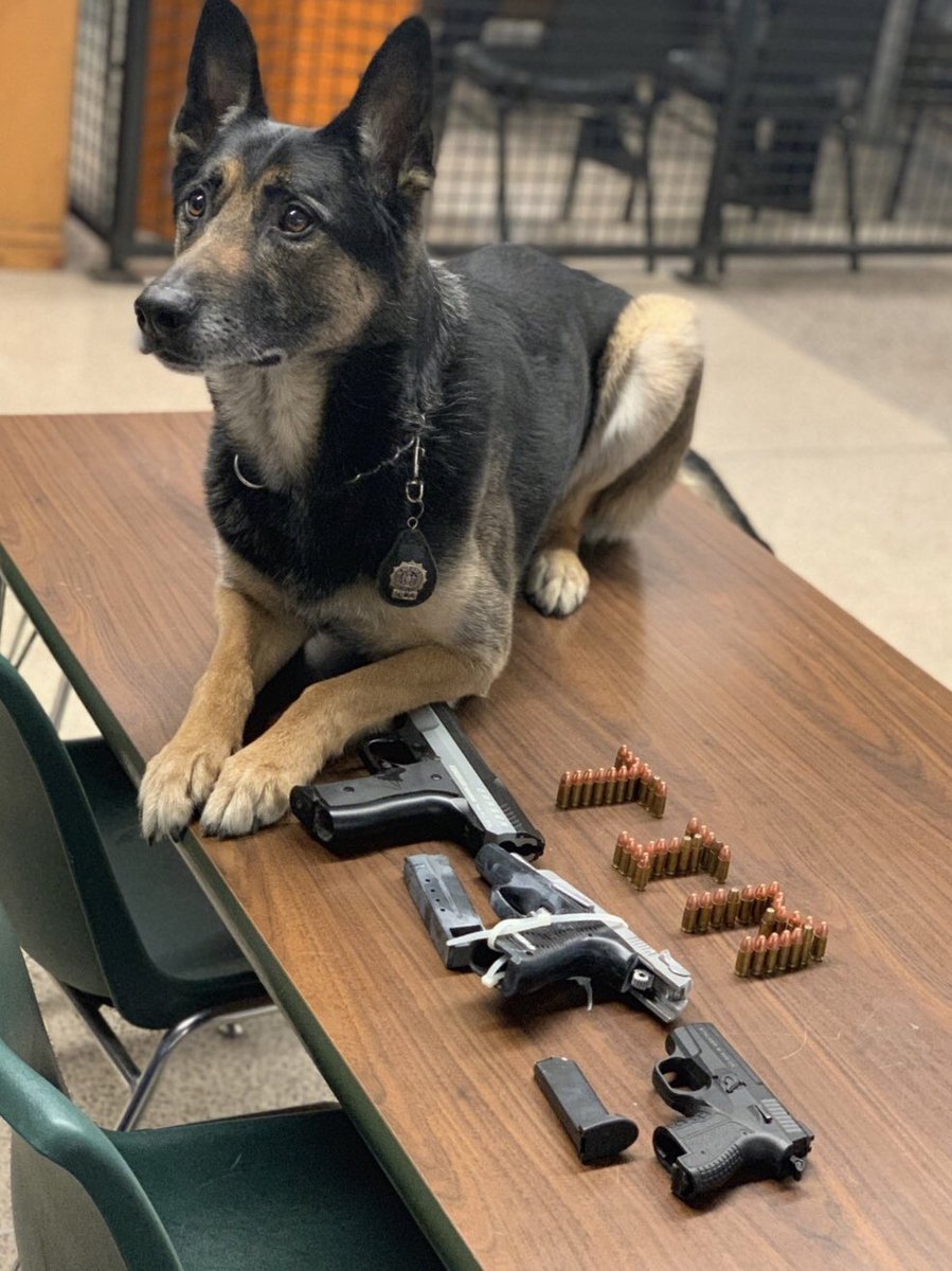 k9timoshenko's tweet photo. I work with such an incredible and dedicated team! Me and my friends from the 76th Precinct got more guns off the street that led to an arrest of a bad guy!
#nypd #nypdesu #nypdesuk9 #nypdprotecting #anothergunoffthestreet #dea #k9leadstheway #doyouevenk9bro #bluelivesmatterk9 https://t.co/lqI09PqJPU
