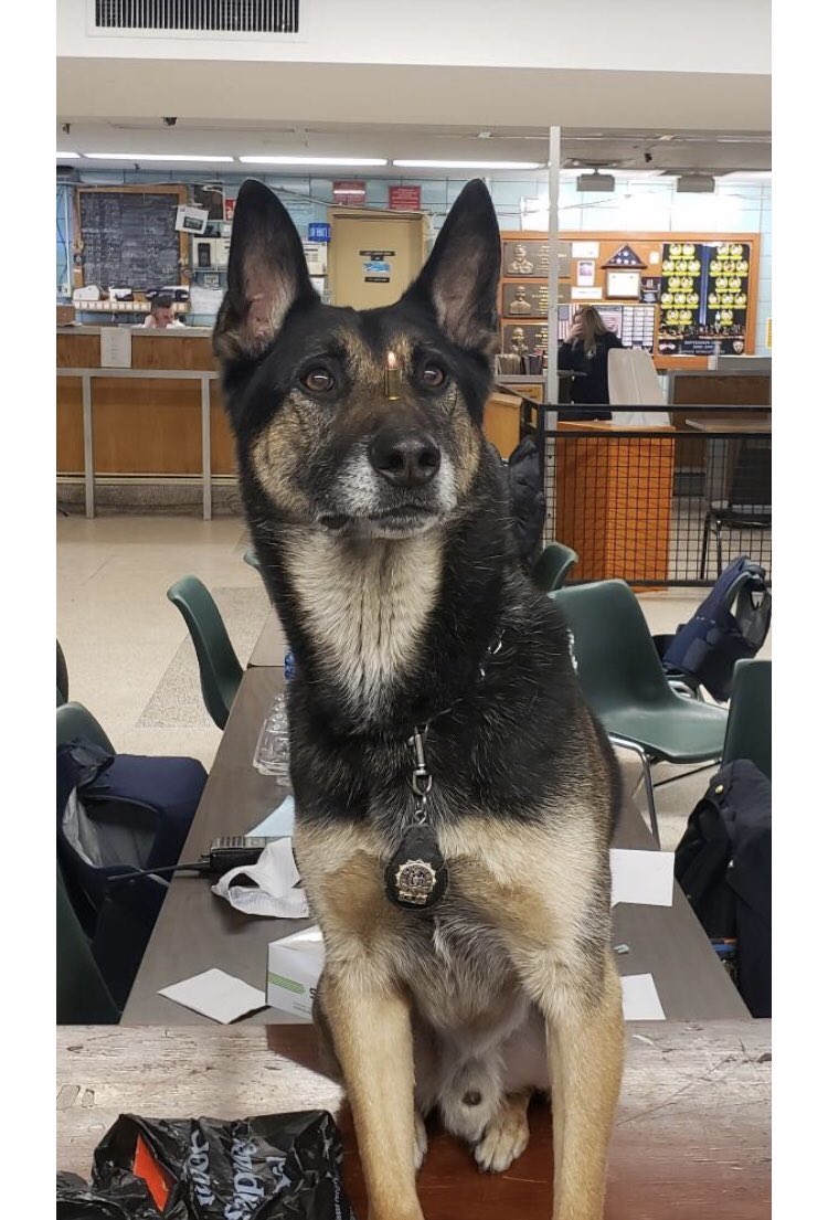 k9timoshenko's tweet photo. I work with such an incredible and dedicated team! Me and my friends from the 76th Precinct got more guns off the street that led to an arrest of a bad guy!
#nypd #nypdesu #nypdesuk9 #nypdprotecting #anothergunoffthestreet #dea #k9leadstheway #doyouevenk9bro #bluelivesmatterk9 https://t.co/lqI09PqJPU