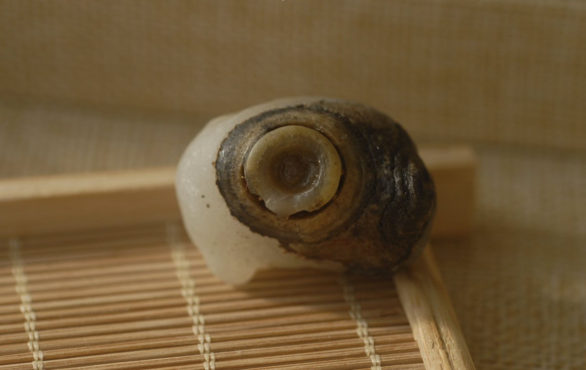 Eyedgemstone's tweet photo. The Rough gem stone from the Mongolian desert, with natural eye-like pattern, good collections No.: Gem 00R2 https://t.co/ElrOfBm9JK
#GoodNews #gemstoneship #jewelrylovers #jewelrydesign https://t.co/a08lWdHwHA