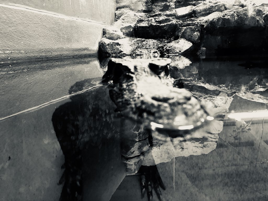 With the famous #trigger <a href="/CrocsOfTheWorld/">Crocs of the World</a>  #filter