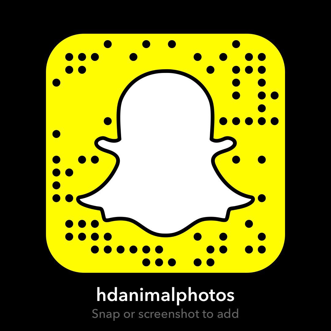 Add Me Up On Snapchat