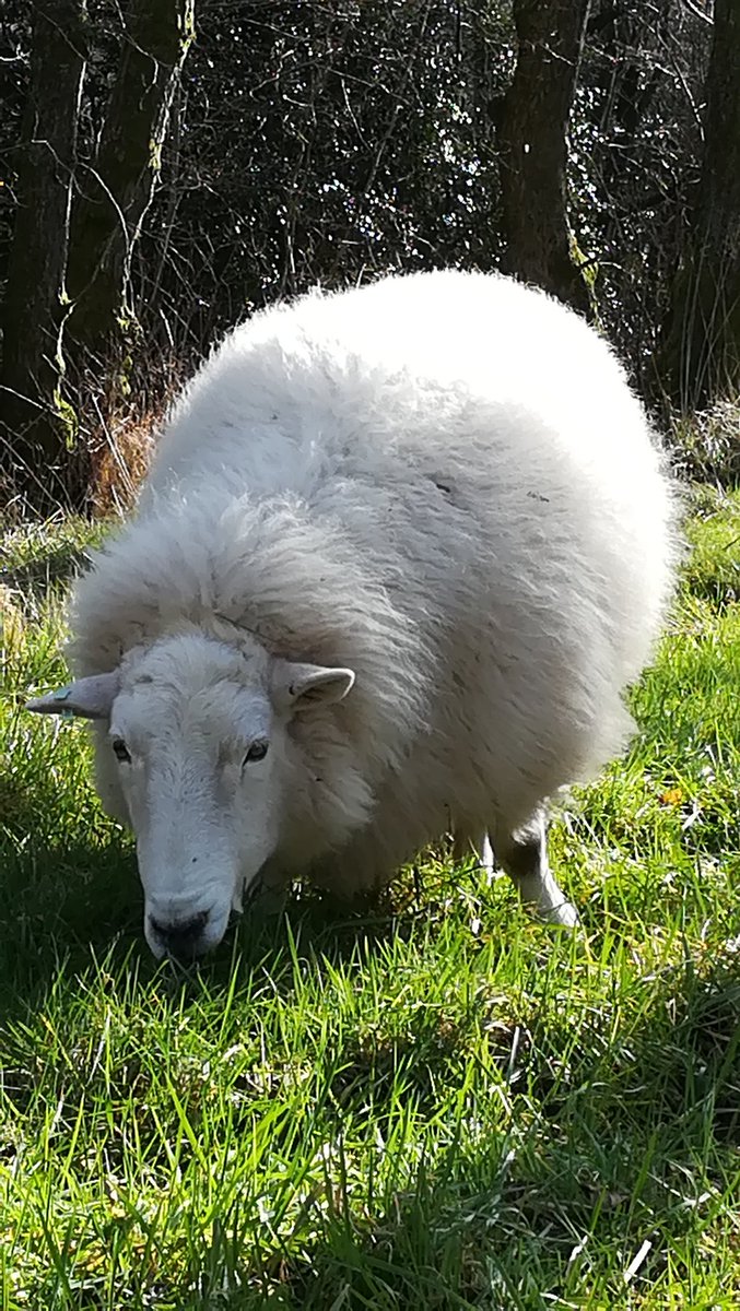 Bertie_Junior's tweet image. ... And as well, Miss Ermintrude did a really good impersonation of a powder puff 💗🐑 #cloudsheep