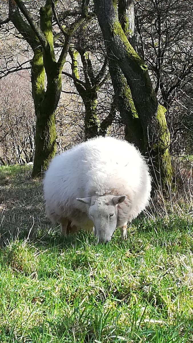 Bertie_Junior's tweet image. ... And as well, Miss Ermintrude did a really good impersonation of a powder puff 💗🐑 #cloudsheep