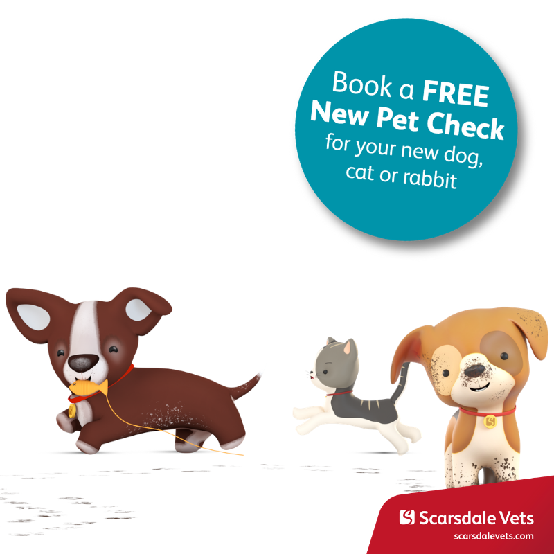 ScarsdaleVets's tweet photo. We offer FREE New #Pet Checks for new #dogs, #cats or #rabbits - whether they are from a #breeder or #adoption centre. Find out more or call 01332 678333 to book an appointment https://t.co/D6xGz5SjrM #newpet #petspecting https://t.co/2TYLpnF5ne