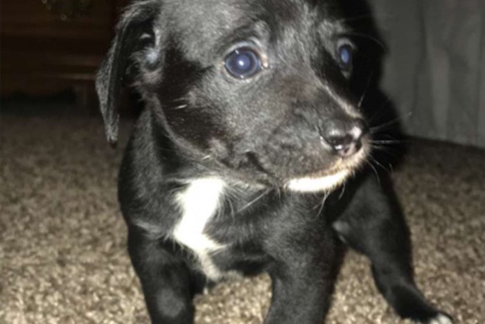 DailypetU's tweet photo. Chi Weenie Puppies: https://t.co/aYZ61Ozf45 #dog #dogs #puppy #puppies #puppiesforsale #pets #petsforsale #petclassifieds #chiweenie #washington #michigan #dailypet #dailypetus https://t.co/qcn83sLDJZ