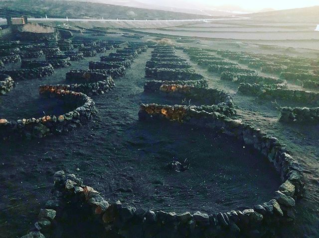 dgperis's tweet image. #Vinyes sobre #cendra volcànica del #lapilli de les erupcions del 1730s amb els murets que les protegeix dels vents #alisis #Yaiza #Lanzarote #Canáries #Canarias #Enoturisme #vi #vino bit.ly/2BG9ZV0