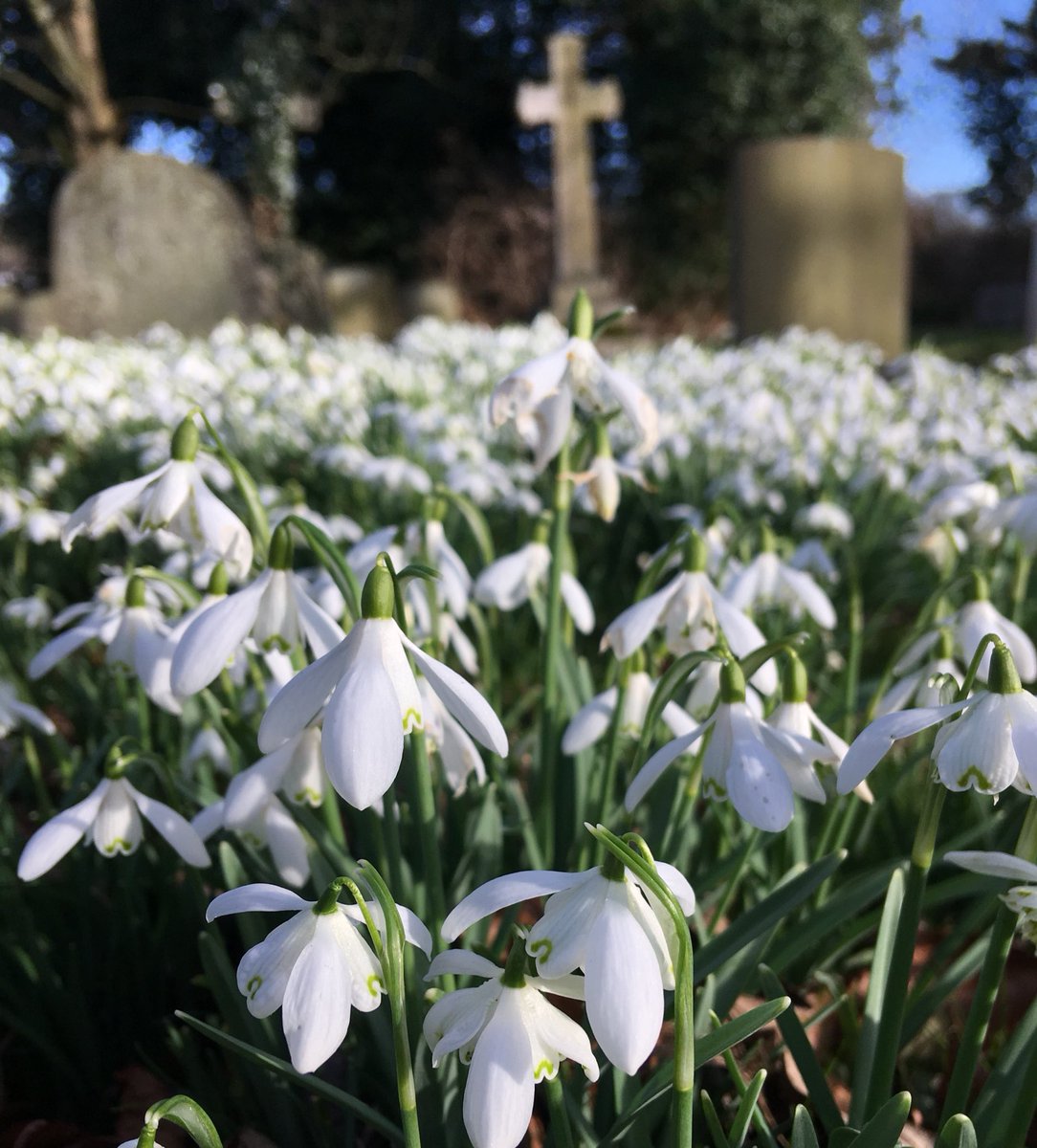 The snowdrop, Winter's timid child,
Awakes to life, bedew'd with tears;
And flings around its fragrance mild,
And where no rival flow'rets bloom,
Amid the bare and chilling gloom,
A beauteous gem appears.

Snowdrops in the grounds of St Peter’s Church, Croft on Tees today.
