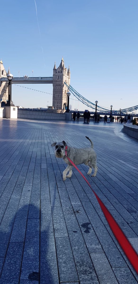 schnauzergeorge's tweet photo. It’s been a busy week...I’ve been to London! https://t.co/AB3oQxE0NG