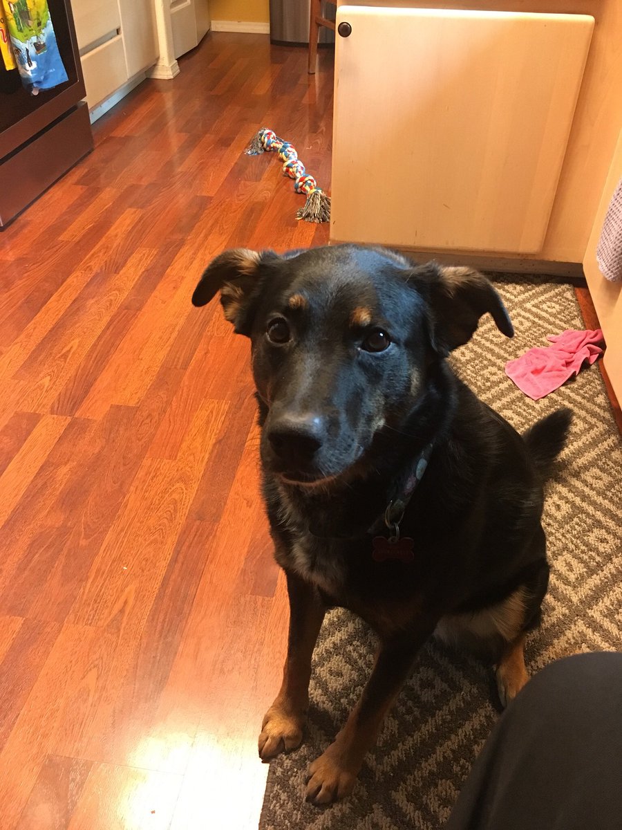 jakestone0111's tweet photo. When you run upstairs to grab a cup of coffee, but youβre whole squad has already beat you to it #doggoproblems #KBC βοΈπΆ https://t.co/ukIU3Qq3jX