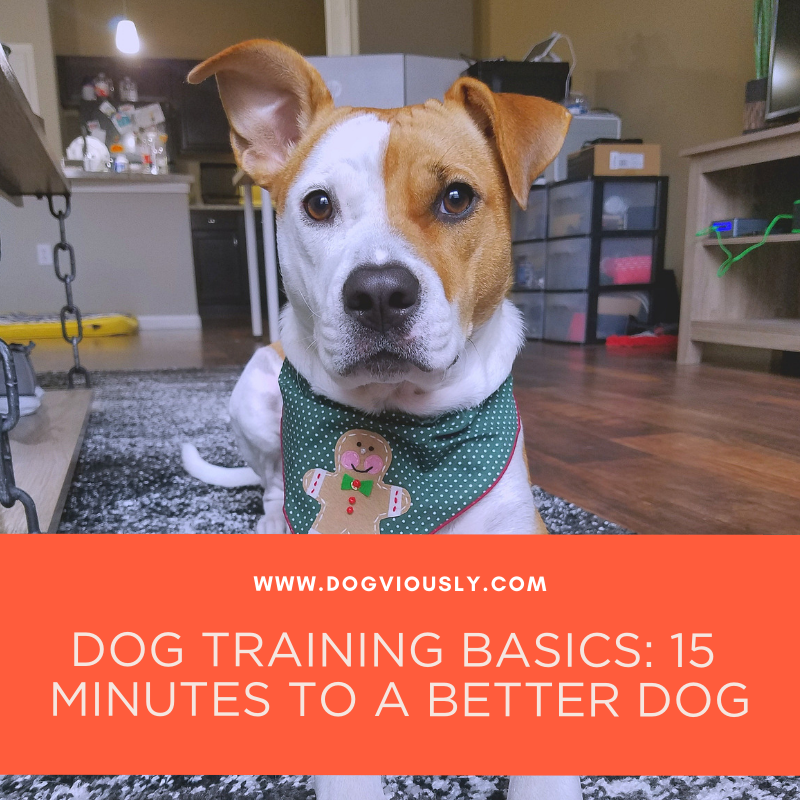 dogviously's tweet image. Life gets busy, and juggling dog ownership with work, kids, hobbies, and chores can be tricky. But as a responsible dog owner, it’s important to prioritize dog training. Read our blog to learn more. 
goo.gl/QGvr3F