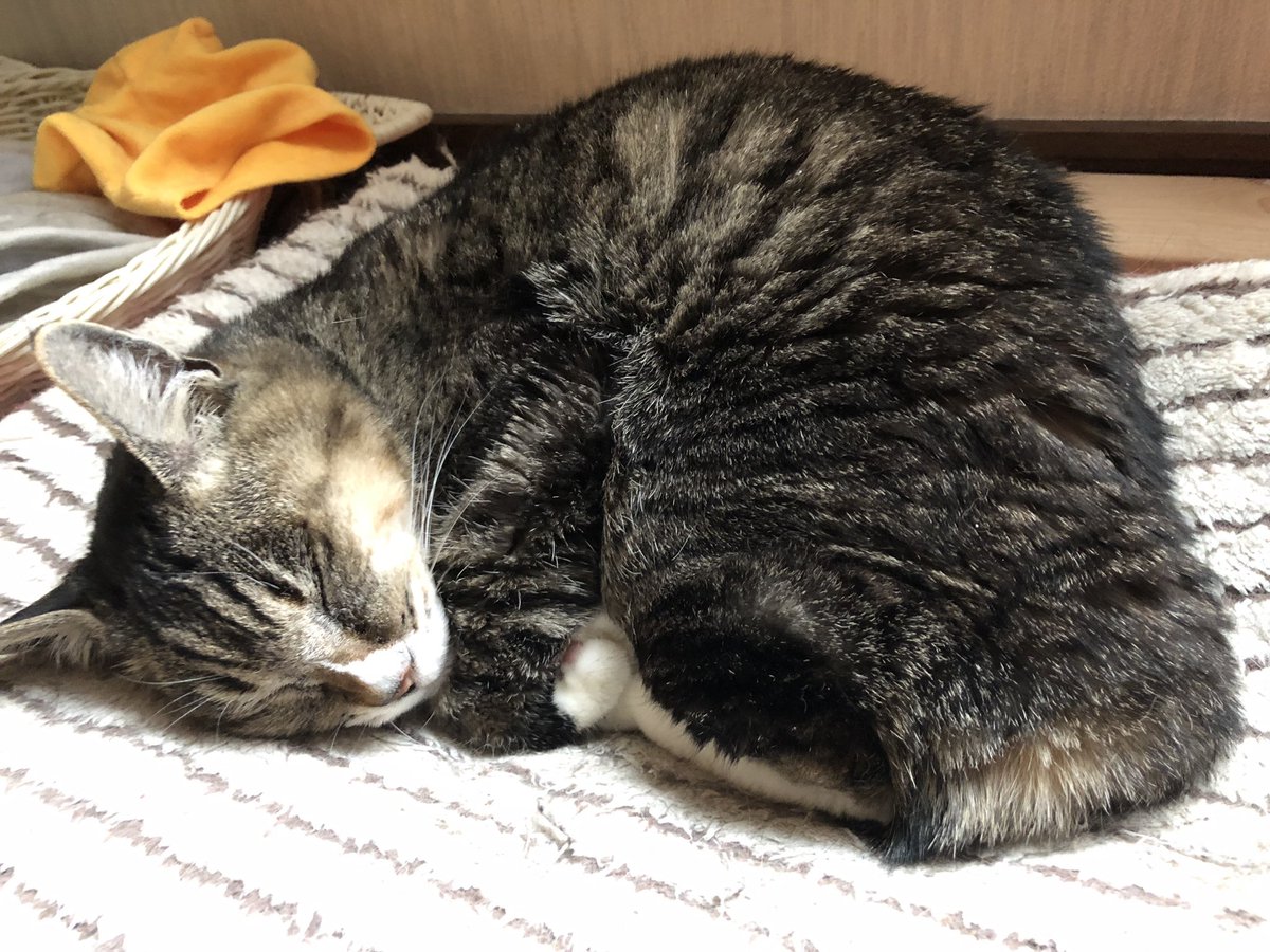 せっしよ 姫ちゃん老衰によりご臨終しました 享年約17歳10ヶ月 最初に飼った猫三匹の中で一番年下で一番の甘え上手は新参猫に厳しいお局様でした W シャ おそらく今は天国で三匹いっしょにゴロゴロしてるでしょう