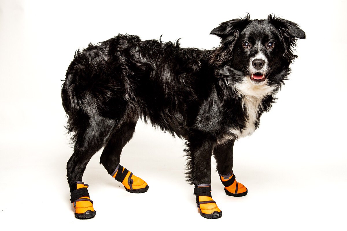 crazycomcyclist's tweet photo. I’m mulling over to include or exclude from my first year of Stella project. She was so good.#petphotography #portraitphotography #cedarrapidsphotographer #offcameraflash #aussie #australianshepherd #dogsofinstagram #Stelladog #purina #royalcanin #dogs https://t.co/X3LwV0UXzO