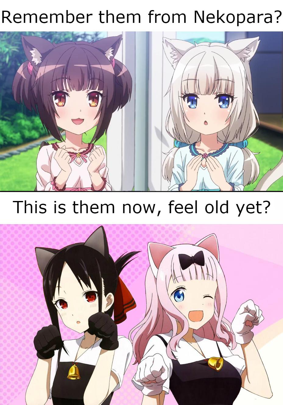 Regarding Genetically-Engineered Catgirls: : r/Animemes