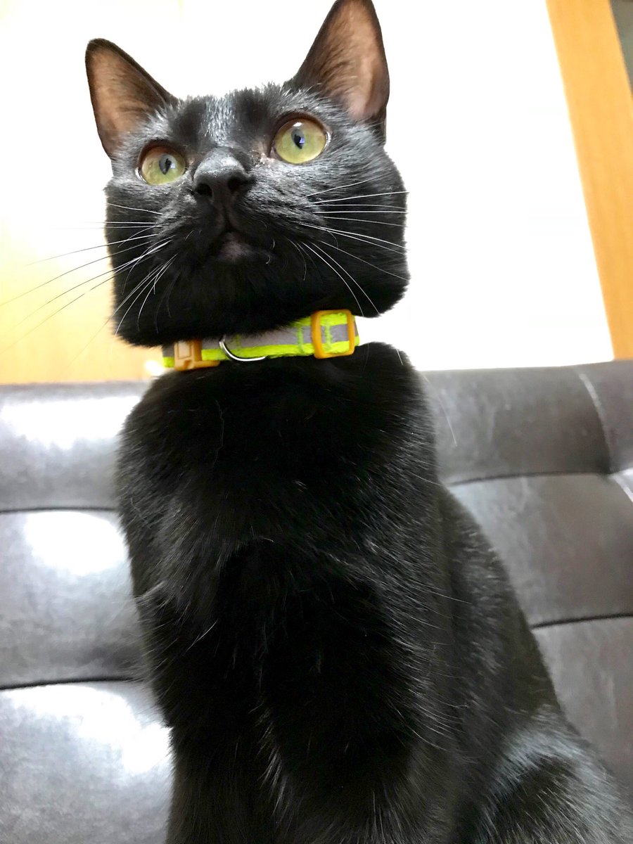 飼い猫に可愛い首輪を買っても面白いぐらい似合わない色があるので 猫にもパーソにゃルカラーがあるのではないか その通りだった 似合わなくても可愛い Togetter 飼い猫に可愛い首輪を買っても面白いぐらい似合わない色があるので 猫にもパーソにゃルカラーがあるのではないか その通りだった 似合わなくても可愛い Togetter