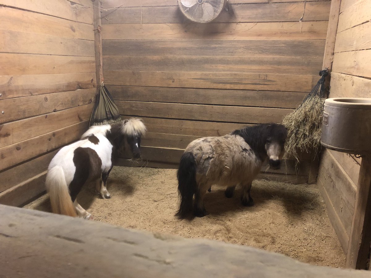TrinityRescueGA's tweet photo. These two act like they have been BFFs for years. Love seeing this little friendship blossom. 
#xenathemini #dudethemini #bffminis #everybodyneedssomebody #trinityrescueinc https://t.co/ELzhvr82kD