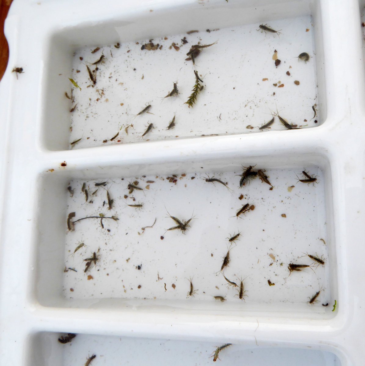 11th successive month of #invertebrate surveys in #RiverCray at Brook Park #StPaulsCray for <a href="/Riverflies/">Riverfly Partnership</a> @WildLondon <a href="/ZSLScience/">ZSL Science</a> initiative <a href="/Thames21/">Thames21</a> <a href="/EnvAgency/">Environment Agency</a> <a href="/idverde_Bromley/">Bromley Parks</a> + a couple of impressive Bullheads amongst the samples