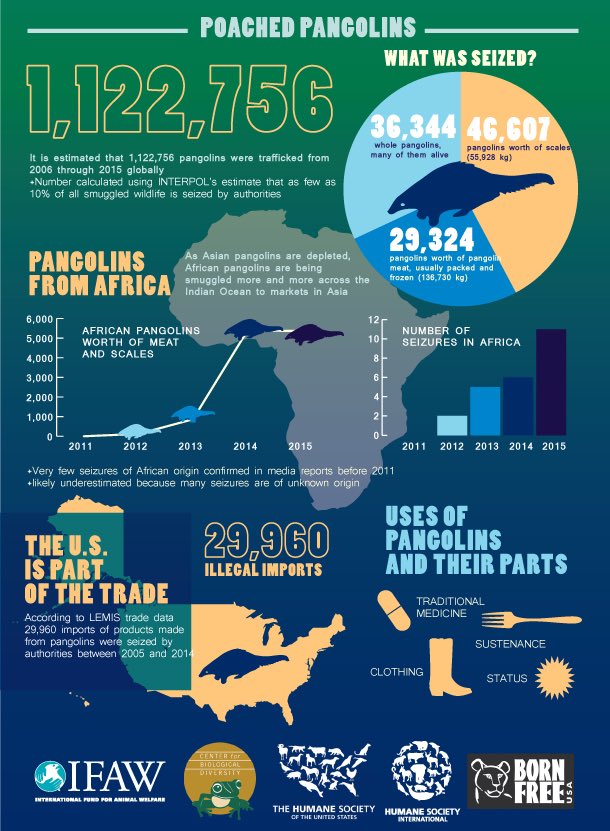 damatson2017's tweet image. Hi yes please educate yourself and learn about these amazing little creatures today and help protect them!!! #WorldPangolinDay