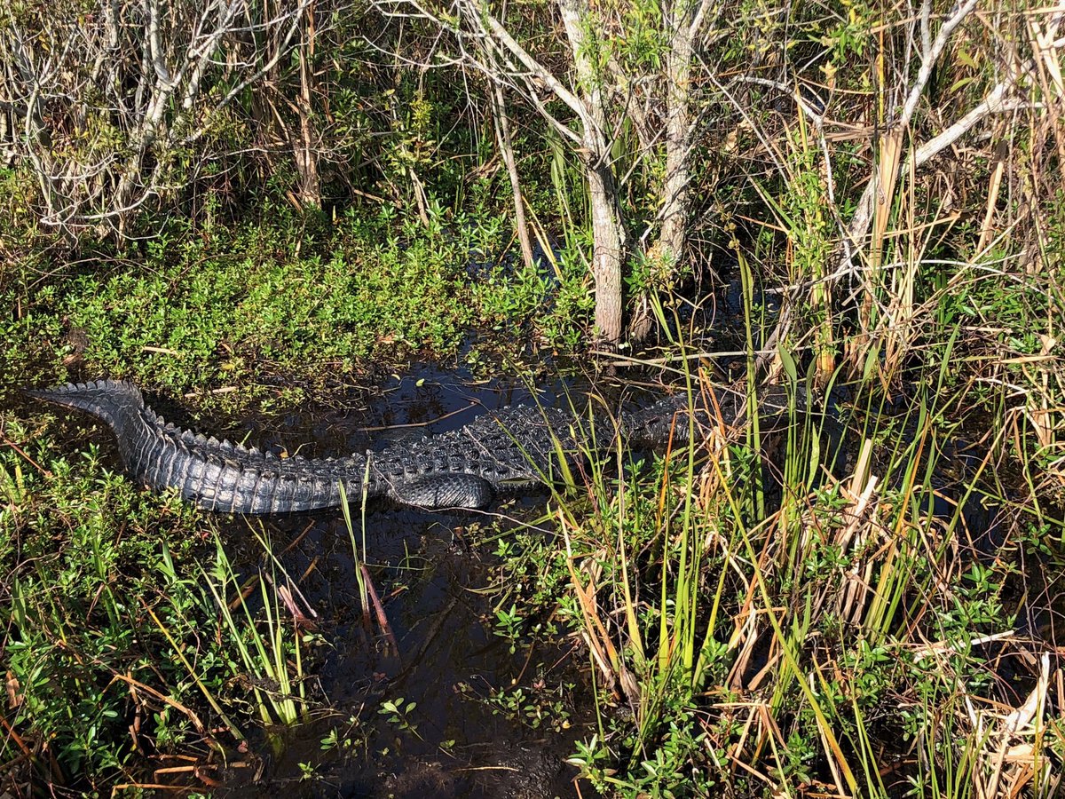 OrlandoEcoTour's tweet photo. Capt Chris just sent this in!  #airboat #ecotour #swamp #alligator #captchris #fanboat https://t.co/cn9563ags6