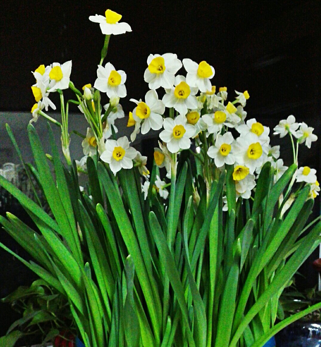 格里高黎on Twitter 此诗把水仙人格化而且神化了 而这位 水上轻盈步微月 的凌波仙子是曹植 洛神赋 的洛神 水仙 凌波仙子 的雅称正是由黄庭坚的这首诗得名 南宋词人吴文英也是写水仙的高手 他善于环境的烘托和情思的融会 情愫又往往提炼到浓烈的程度 且看他的这