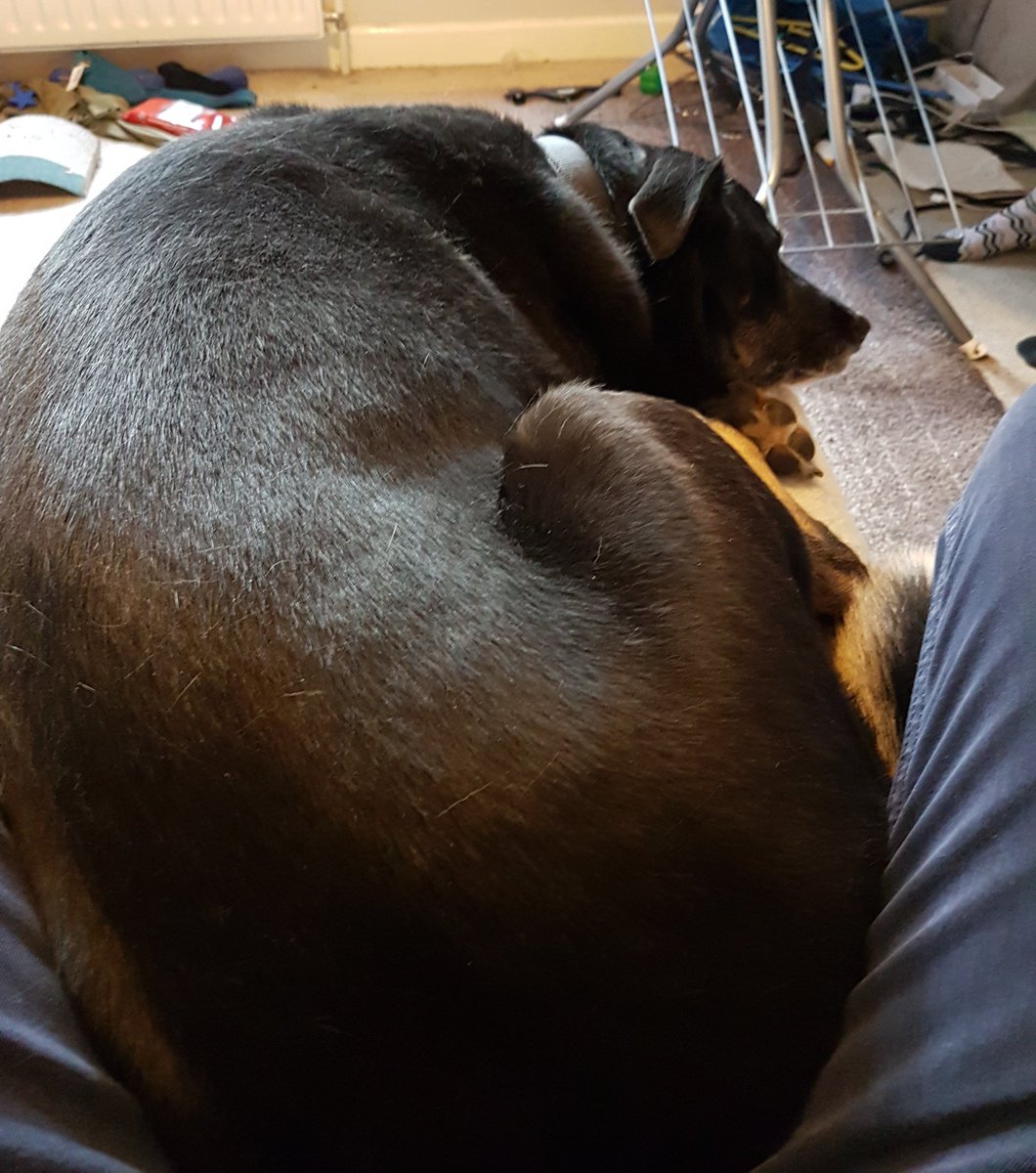 jimmyc282's tweet photo. Put the footstool thing there so I could relax. She had other ideas #stoopiddog https://t.co/7xr6rcD4oW