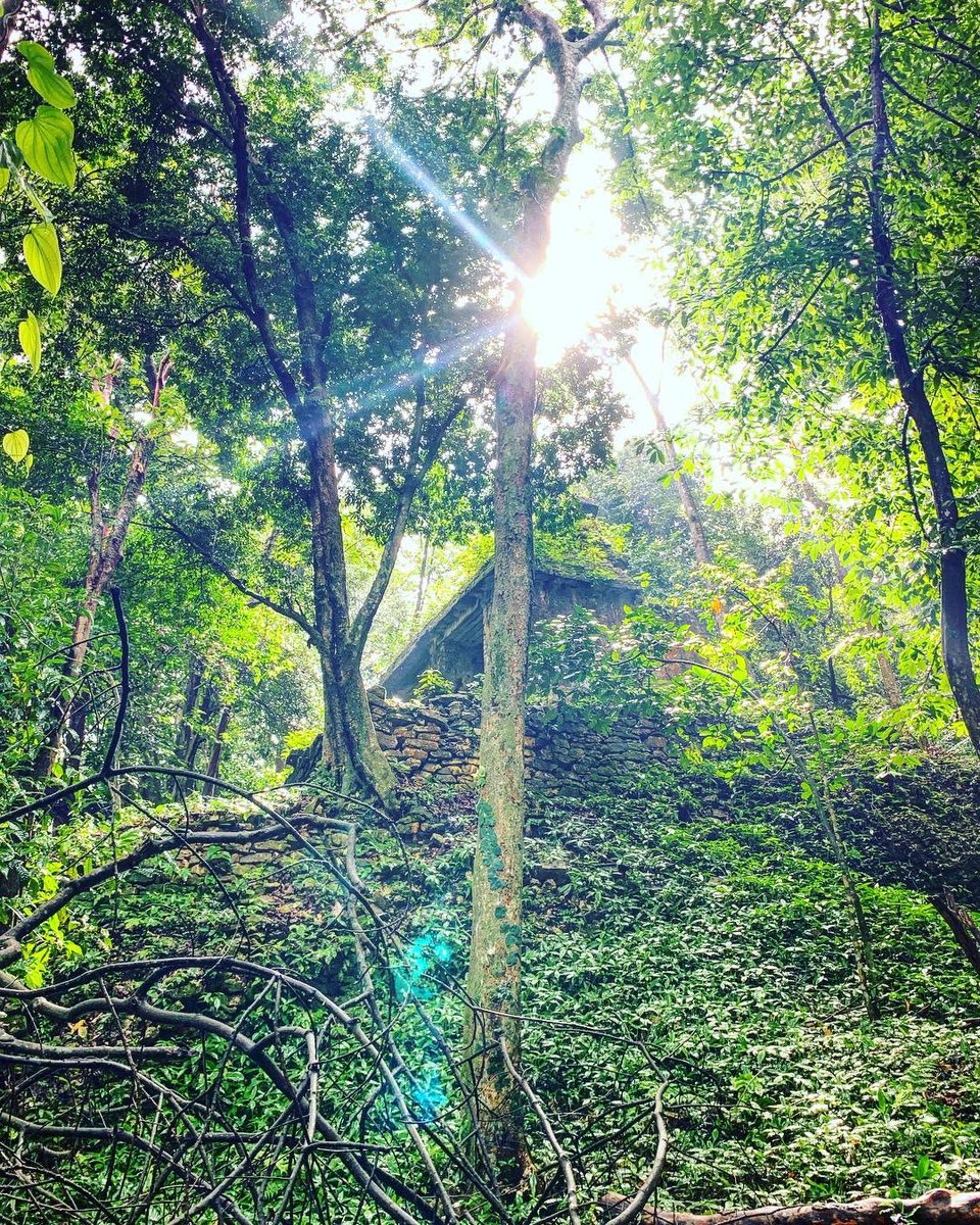 mandylou_84's tweet photo. #Palenque | #junglevibes | #Travel https://t.co/GjA1u95JB5