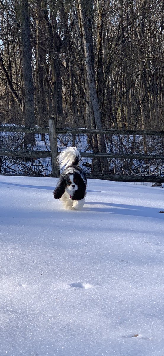 Taylor is enjoying a morning jog on top of frozen snow.❄️ #dogsoftwitter #cavalierkingcharles #cavpack #snowday2019