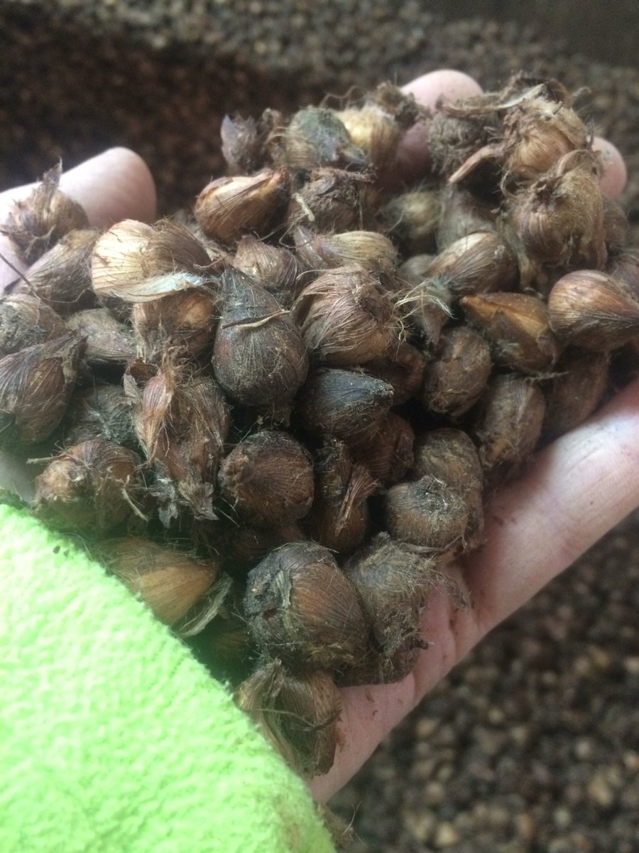 Weer volop aan het nalezen van de #klavertjes #bloembollen #lifeonthefarm #oogst #akker