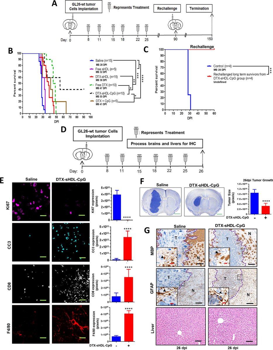 OTSociety's tweet photo. High-Density Lipoprotein-Mimicking Nanodiscs for Chemo-immunotherapy against #Glioblastoma Multiforme
$DVAX $IDRA $MGNK #checkmatepharma @ArtKrieg #Mologen #CpG #TLR9 #glioma #GBM #oligodelivery @AON_Delivery @DahlmanLab @MooresResearch
https://t.co/kctyhmVm2q https://t.co/UjibHKr8zK