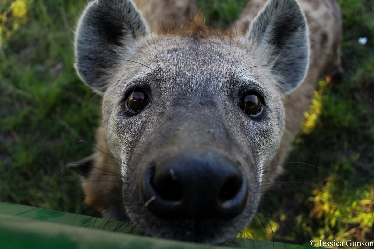 iBoopYeens's tweet photo. boop

(stunning 📷 by @GunsonWildlife) https://t.co/UnhWbEMszi