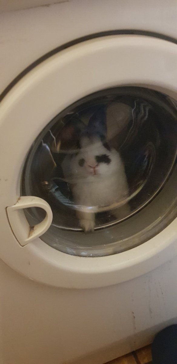 kitty_eu's tweet image. 