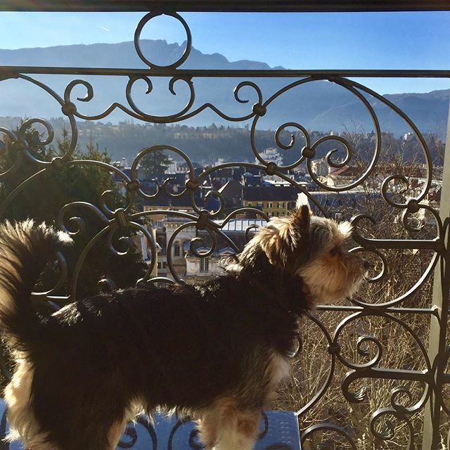 CanadatoFrance's tweet image. Dog sitting this little dude and he agrees that’s it’s a #killerview sun is shining and it’s #deck season #patiotime #thisisspring #france🇫🇷 #saturdaynight #aixrivieradesalpes #mycity #france_focus_on #sunny #instamountains #igersfrance #insta #frenc… bit.ly/2GuLKNw)