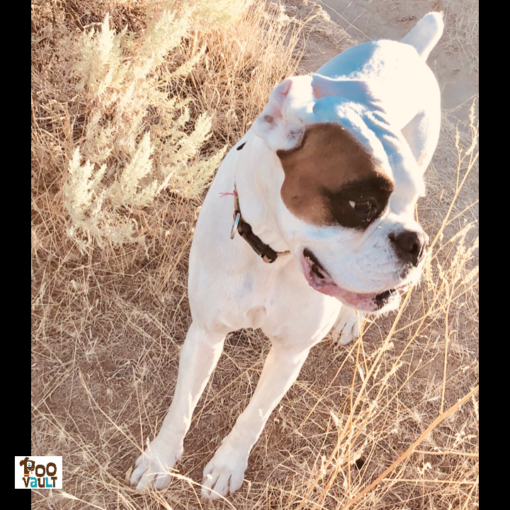 MoHapDog's tweet photo. Beautiful white #Boxer, regularly exploring the #outdoors.
#
#
#whiteboxer #boxermom #boxerparents #furkid #boxerworld #boxernation #boxerfeatures #boxerlovers #boxerlife #boxerworld #boxerlove #boxerig #thisisboise https://t.co/HhcyL43HF8